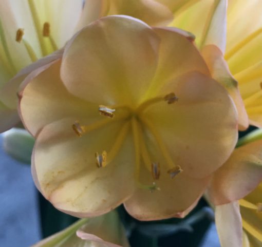 SH49 Light pink/peach Clivia miniata with cup shaped symmetrical flowers