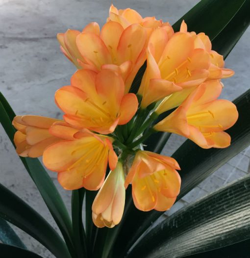 SH50 Darker pastel pink/peach Clivia miniata - Image 2