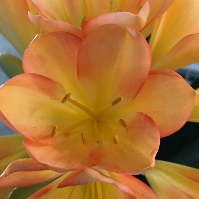 SH50 Darker pastel pink/peach Clivia miniata