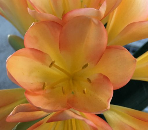 SH50 Darker pastel pink/peach Clivia miniata