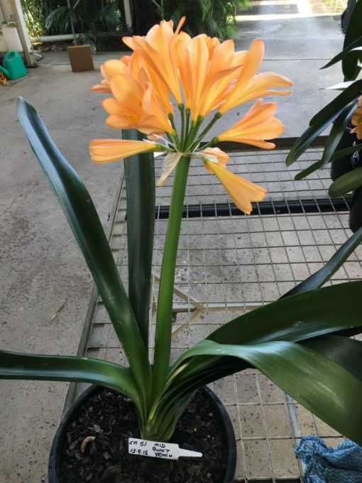 SH51 Light pink/peach Clivia miniata with large sepals and symmetrical shaped flowers - Image 3