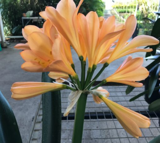 SH51 Light pink/peach Clivia miniata with large sepals and symmetrical shaped flowers - Image 2