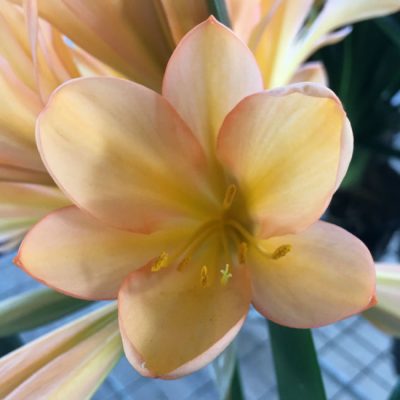 SH51 Light pink/peach Clivia miniata with large sepals and symmetrical shaped flowers