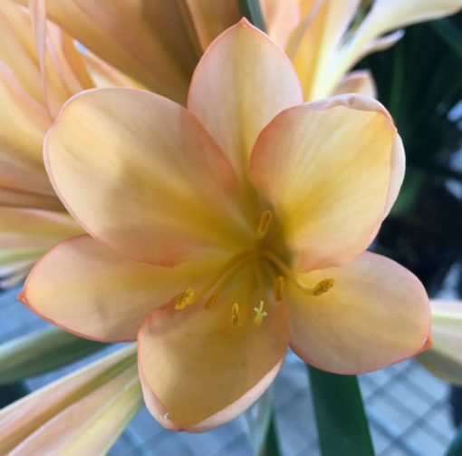 SH51 Light pink/peach Clivia miniata with large sepals and symmetrical shaped flowers