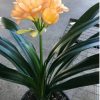 SH52 Light Peach Clivia miniata with pink blushing mainly towards the sepal edges - Image 3