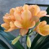 SH52 Light Peach Clivia miniata with pink blushing mainly towards the sepal edges - Image 2