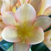 SH52 Light Peach Clivia miniata with pink blushing mainly towards the sepal edges