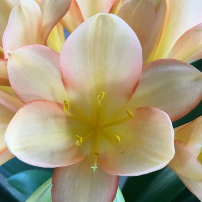 SH52 Light Peach Clivia miniata with pink blushing mainly towards the sepal edges
