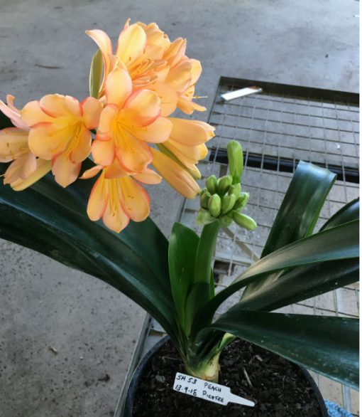 SH53 Peach light to mid tones Clivia miniata with dark pastel pink to sepal edging - Image 3