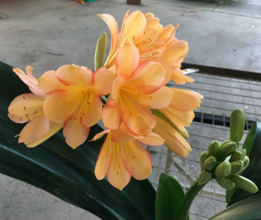 SH53 Peach light to mid tones Clivia miniata with dark pastel pink to sepal edging - Image 2