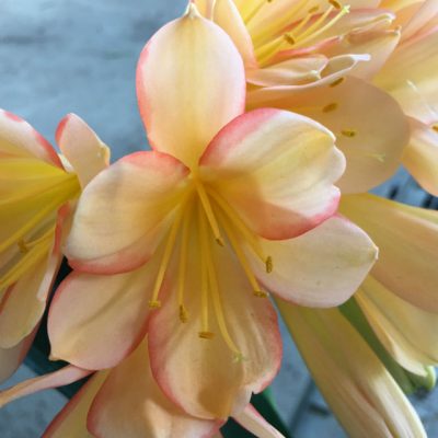 SH53 Peach light to mid tones Clivia miniata with dark pastel pink to sepal edging