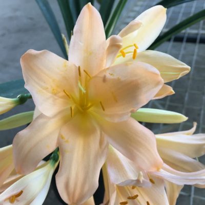 SH54 'Chubb Millennium' Pink/Peach Clivia miniata