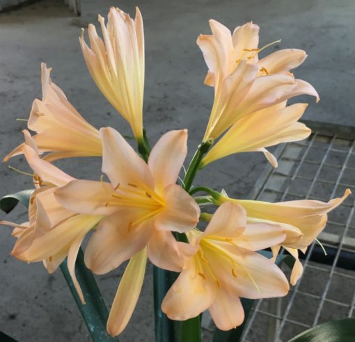 SH54 'Chubb Millennium' Pink/Peach Clivia miniata - Image 2