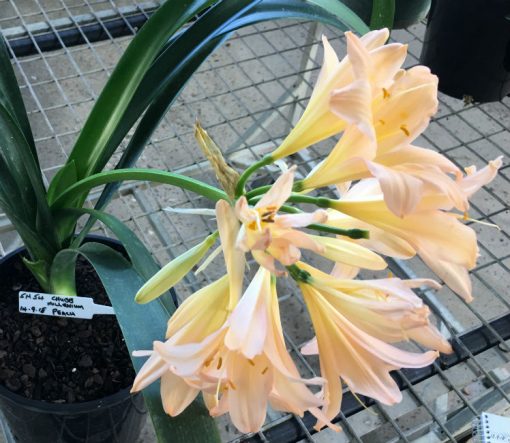SH54 'Chubb Millennium' Pink/Peach Clivia miniata - Image 3