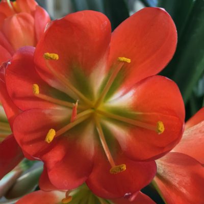 SH55 'John Henderson x Green Walters' Clivia miniata with green throat and dark orange sepals