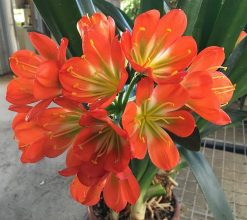 SH55 'John Henderson x Green Walters' Clivia miniata with green throat and dark orange sepals - Image 3