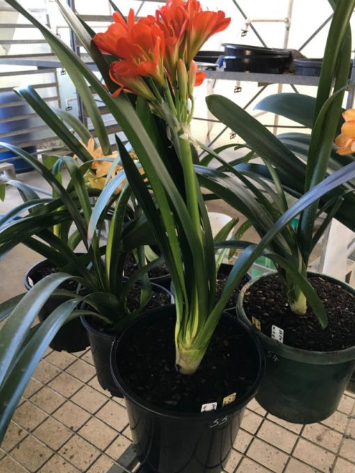SH55 'John Henderson x Green Walters' Clivia miniata with green throat and dark orange sepals - Image 2