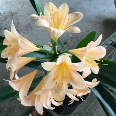 SH56 Pink/Peach Clivia miniata with open flowers