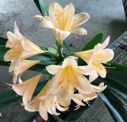 SH56 Pink/Peach Clivia miniata with open flowers