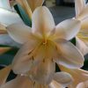 SH56 Pink/Peach Clivia miniata with open flowers - Image 2