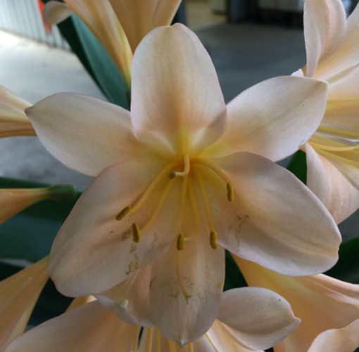 SH56 Pink/Peach Clivia miniata with open flowers - Image 2