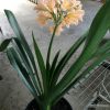 SH56 Pink/Peach Clivia miniata with open flowers - Image 3