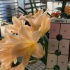 SH56 Pink/Peach Clivia miniata with open flowers - Image 4