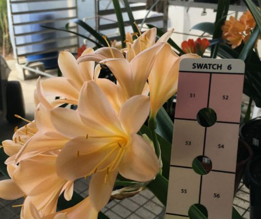 SH56 Pink/Peach Clivia miniata with open flowers - Image 4