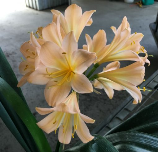 SH57 Substantially Pink/Peach Clivia miniata with large open flowers - Image 2