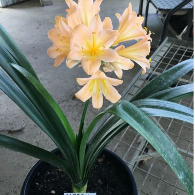 SH57 Substantially Pink/Peach Clivia miniata with large open flowers
