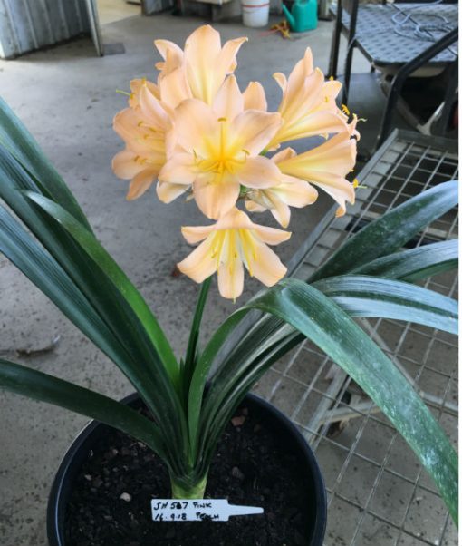 SH57 Substantially Pink/Peach Clivia miniata with large open flowers