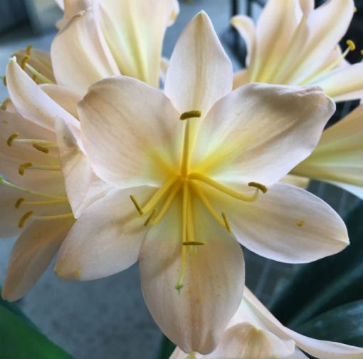 SH57 Substantially Pink/Peach Clivia miniata with large open flowers - Image 3