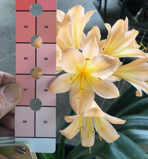 SH57 Substantially Pink/Peach Clivia miniata with large open flowers - Image 4