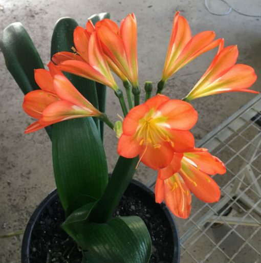 SH60 Darker orange Belgium Hybrid Clivia miniata with green throat - Image 3