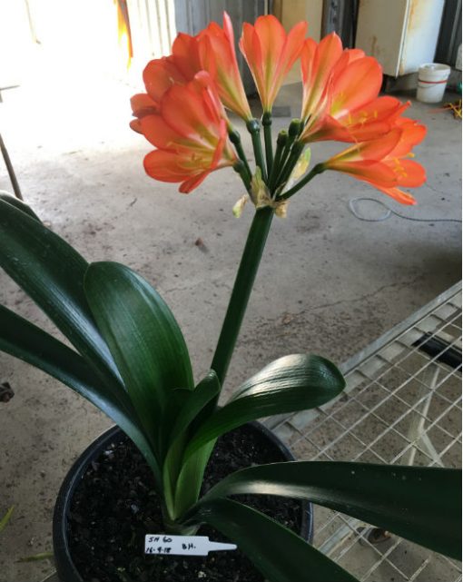 SH60 Darker orange Belgium Hybrid Clivia miniata with green throat - Image 2