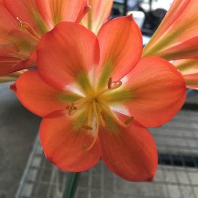 SH60 Darker orange Belgium Hybrid Clivia miniata with green throat