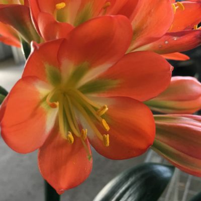 SH61 Dark orange Belgium Hybrid Clivia miniata with green throat