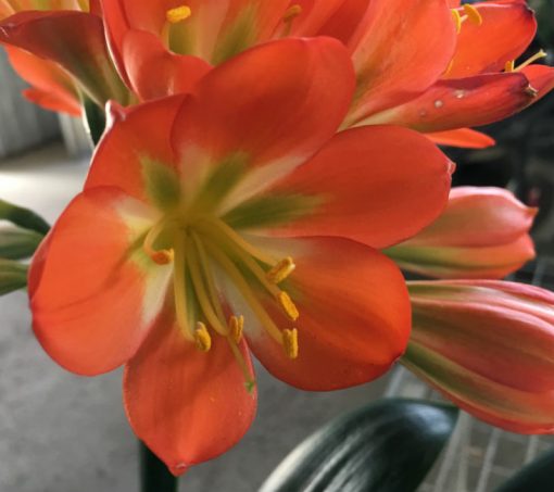 SH61 Dark orange Belgium Hybrid Clivia miniata with green throat