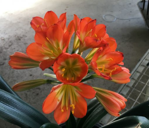 SH61 Dark orange Belgium Hybrid Clivia miniata with green throat - Image 2