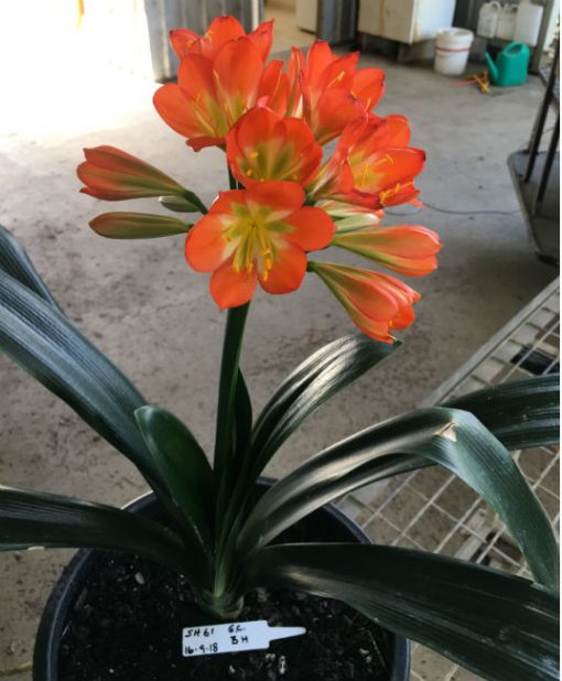SH61 Dark orange Belgium Hybrid Clivia miniata with green throat - Image 3