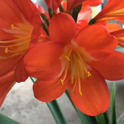 SH62 Dark orange Belgium Hybrid Clivia miniata with light green throat