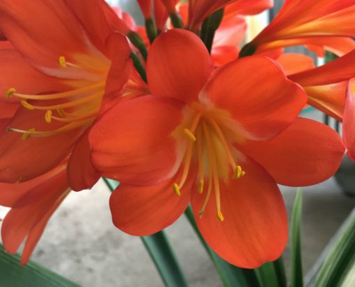 SH62 Dark orange Belgium Hybrid Clivia miniata with light green throat
