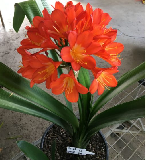 SH62 Dark orange Belgium Hybrid Clivia miniata with light green throat - Image 2