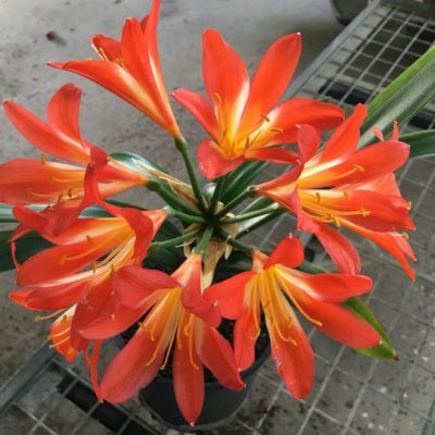 SH63 Lightly variegated landscape Clivia miniata with very light throat