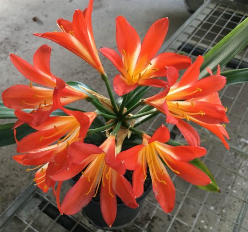SH63 Lightly variegated landscape Clivia miniata with very light throat
