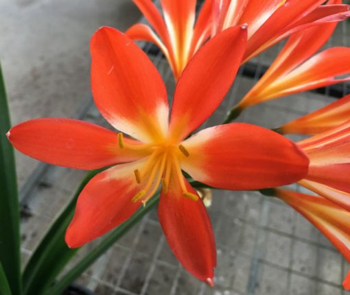SH63 Lightly variegated landscape Clivia miniata with very light throat - Image 3