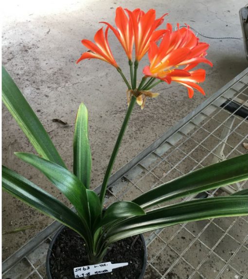 SH63 Lightly variegated landscape Clivia miniata with very light throat - Image 2
