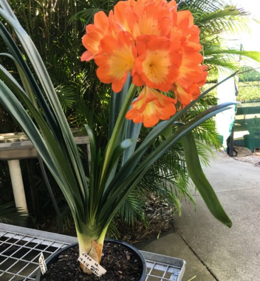 SH64 Orange Clivia miniata Belgium Hybrid true Multi Petal with 8 sepals - Image 4