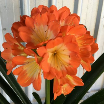 SH64 Orange Clivia miniata Belgium Hybrid true Multi Petal with 8 sepals