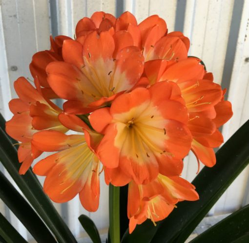 SH64 Orange Clivia miniata Belgium Hybrid true Multi Petal with 8 sepals